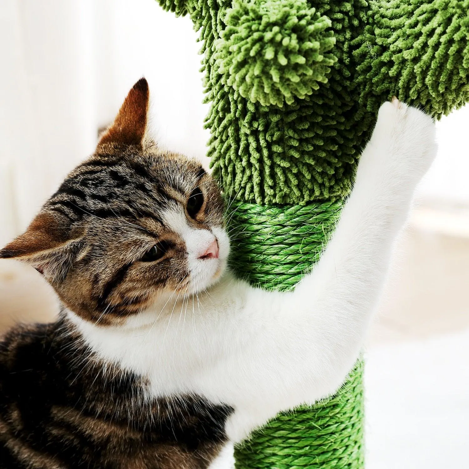 Cat Condo Scratching Post