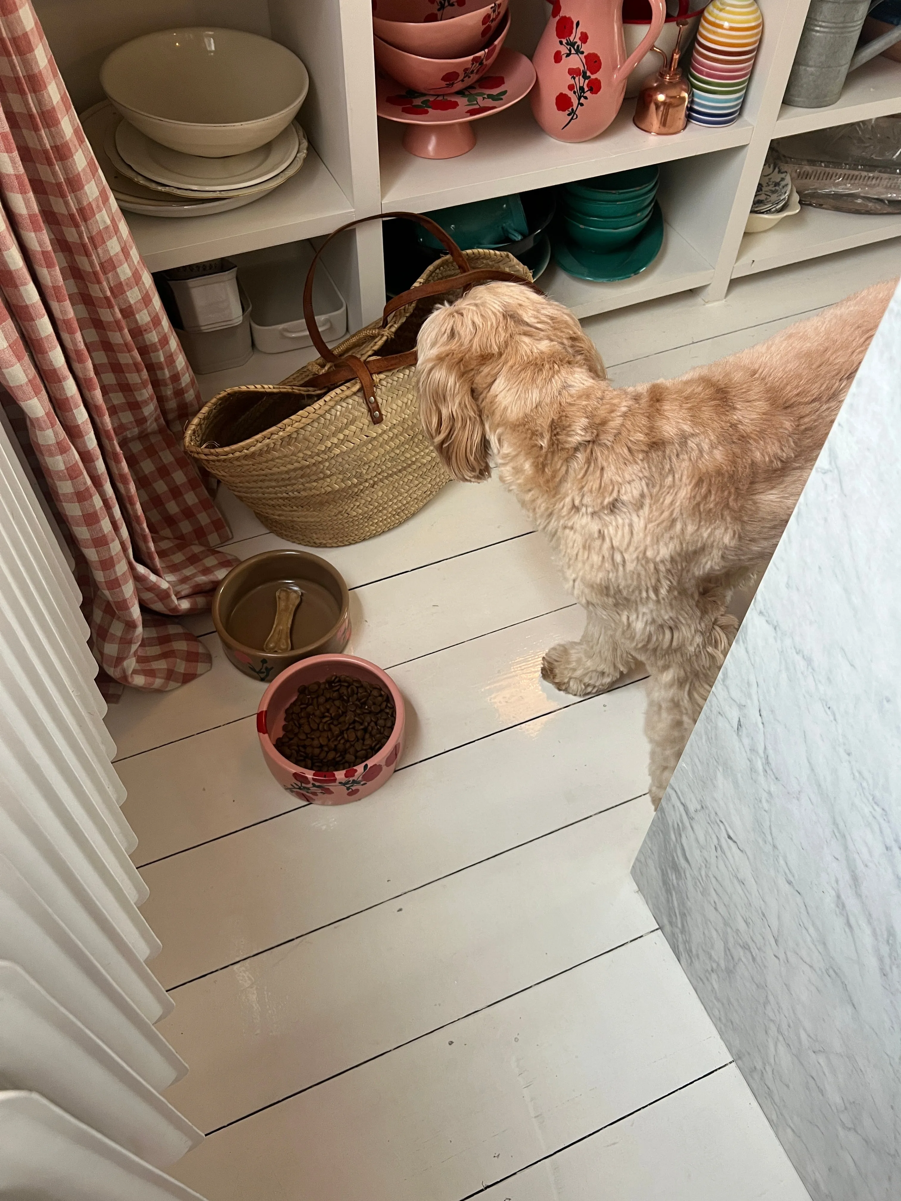 Dog Bowl