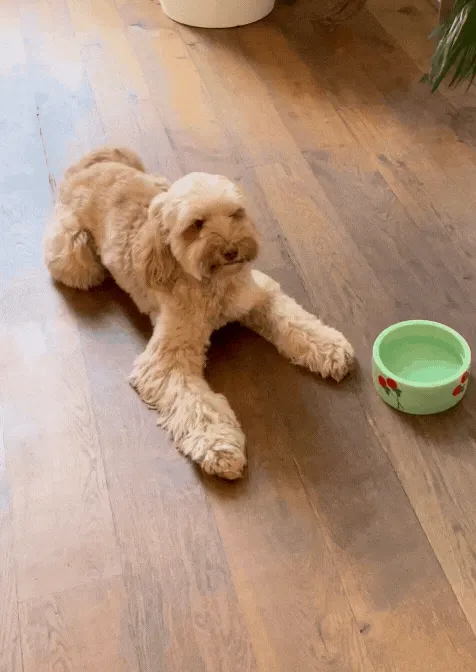 Dog Bowl