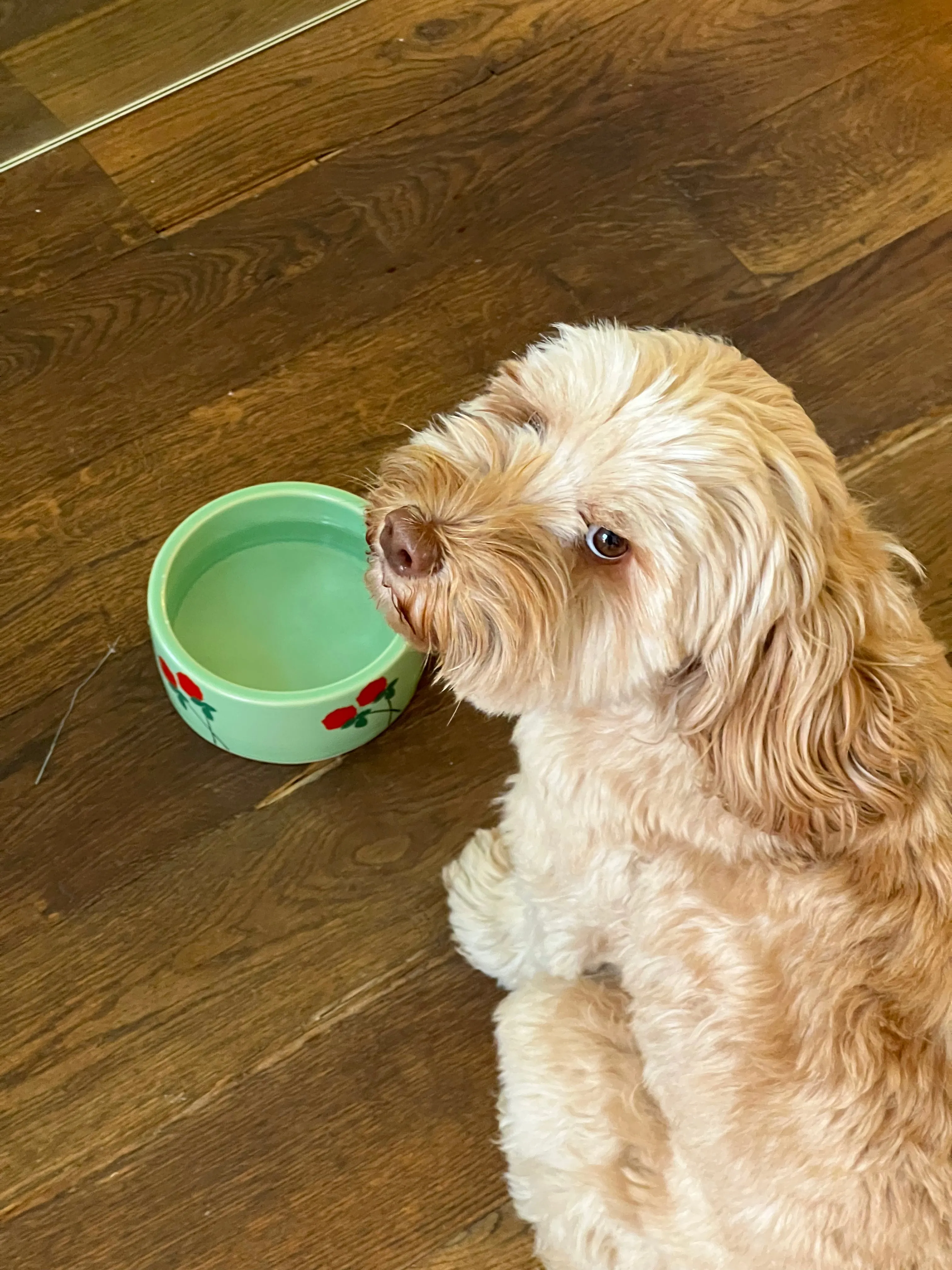 Dog Bowl