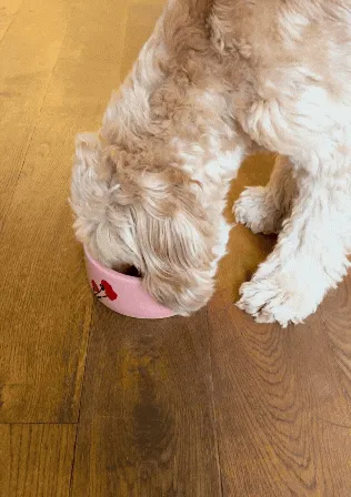 Dog Bowl
