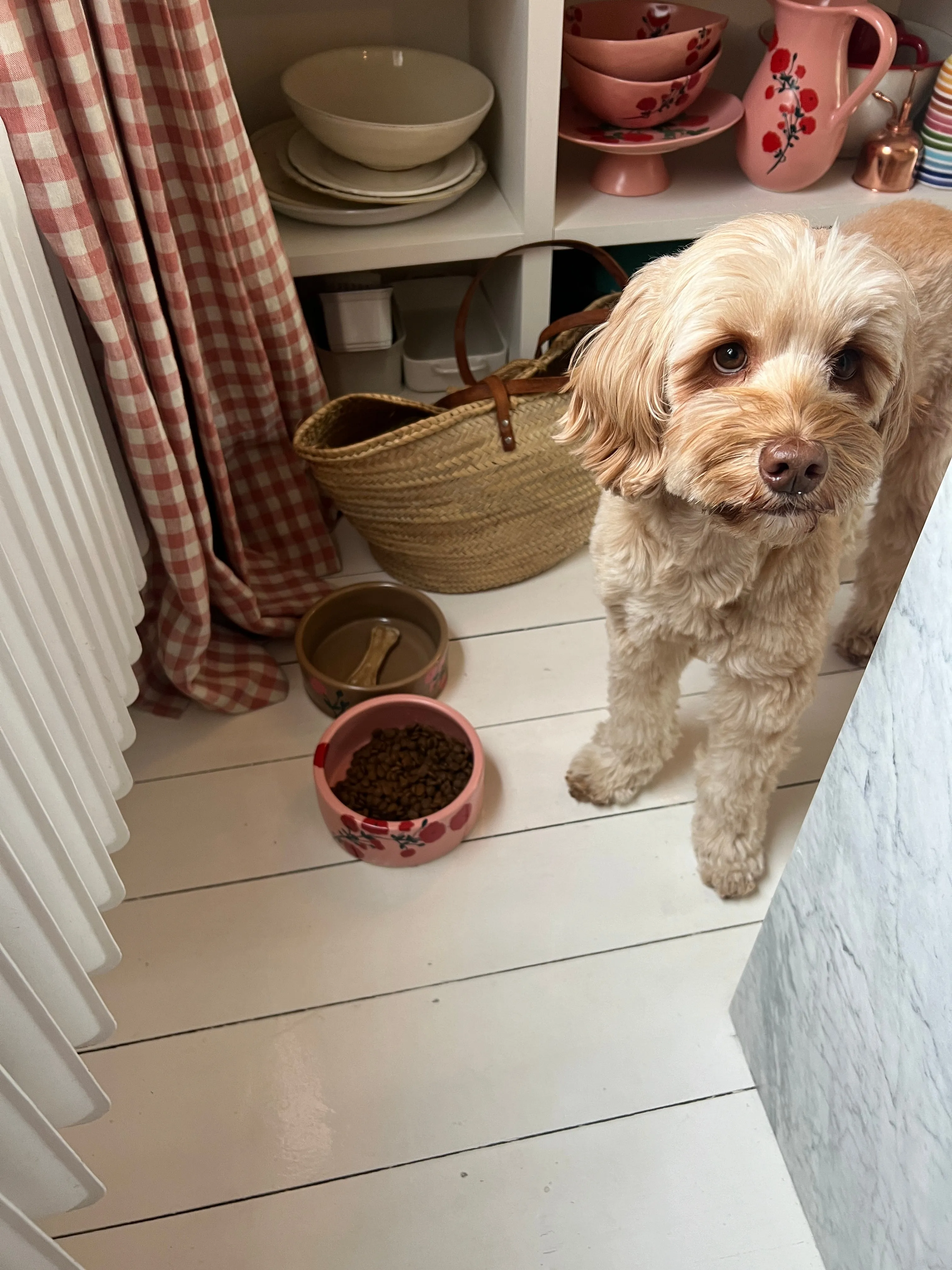 Dog Bowl