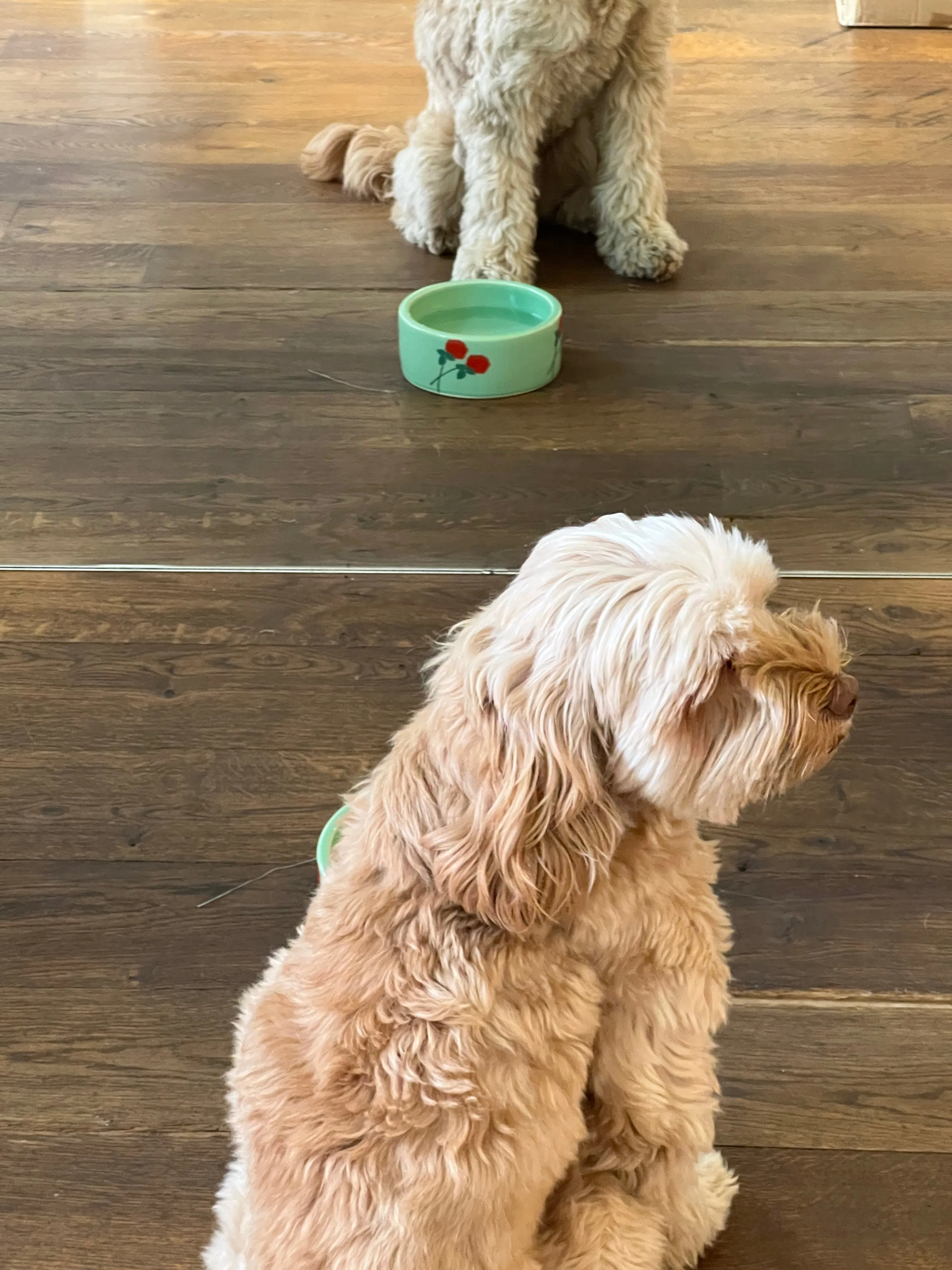 Dog Bowl
