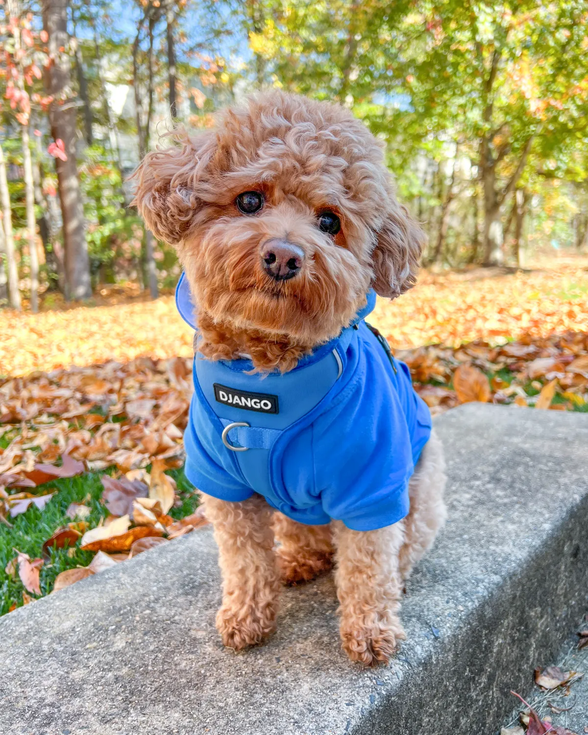 Dog Hoodie - Alpine Blue