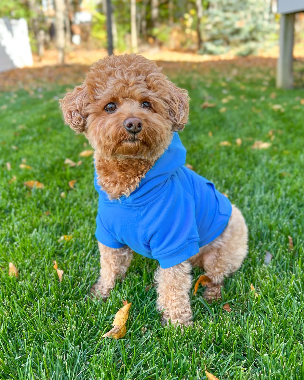 Dog Hoodie - Alpine Blue