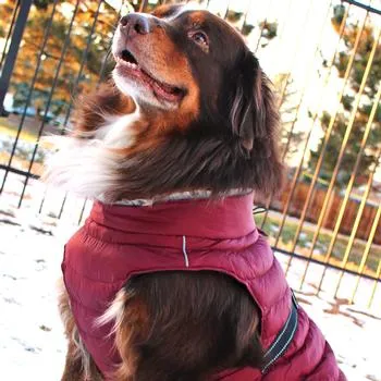 Dog Puffer Coat