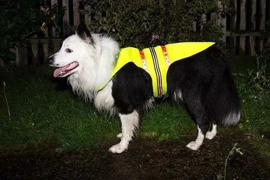 LED Dog Coat | Flashing High Viz Coat For Dogs