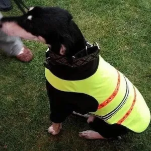 LED Dog Coat | Flashing High Viz Coat For Dogs