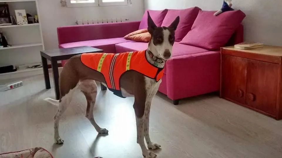 LED Dog Coat | Flashing High Viz Coat For Dogs